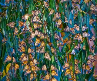 Monarch butterflies resting on green foliage