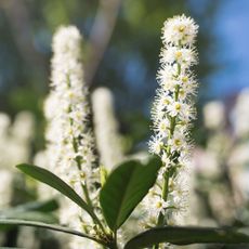 Close-up of evergreen hedge cherry laurel shrub under sunlight. Prunus laurocerasus cherry laurel flowering plants, group of white flowers on bush branches