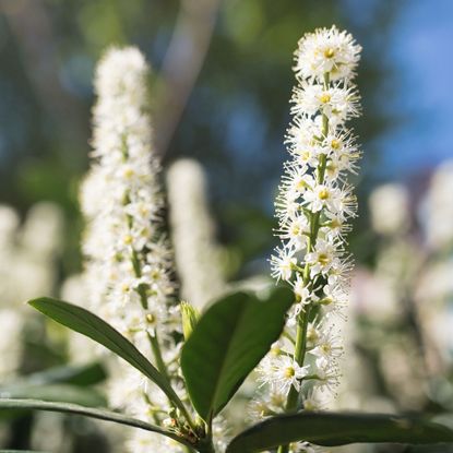 Close-up of evergreen hedge cherry laurel shrub under sunlight. Prunus laurocerasus cherry laurel flowering plants, group of white flowers on bush branches