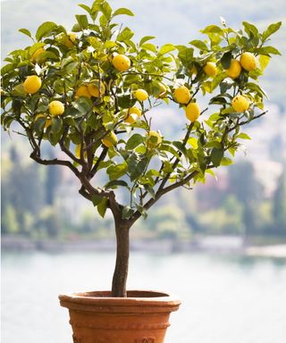 Lemon tree in pots