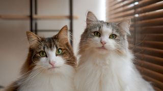 Two Norwegian Forest Cats