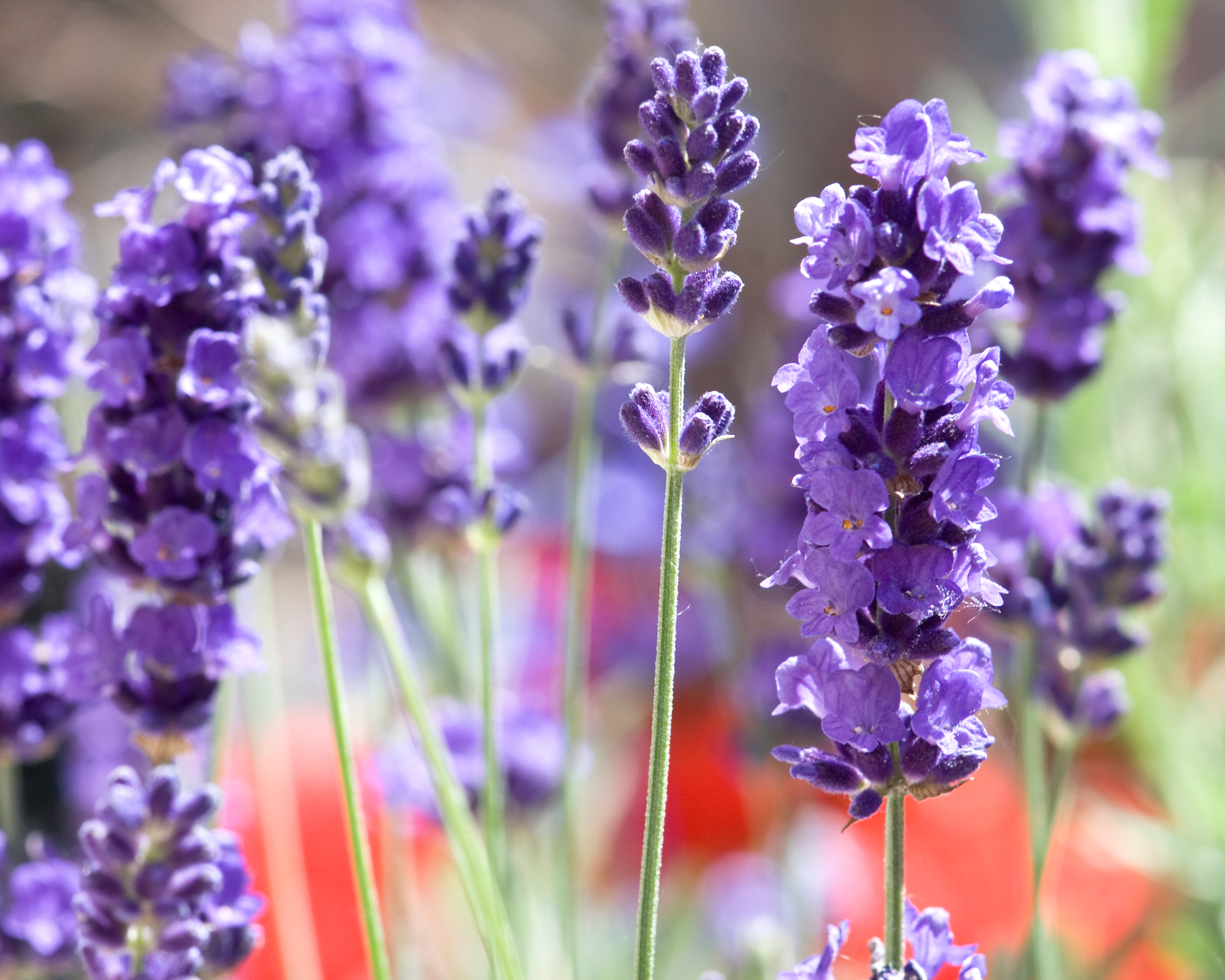 lavender munstead