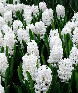 White 'aiolos' hyacinths