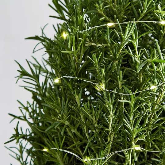 a rosemary shaped into a christmas tree