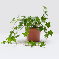 English Ivy, 20-30cm: £8 at Patch Plants