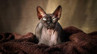 a dark-skinned hairless cat laying on a rug and staring into the camera