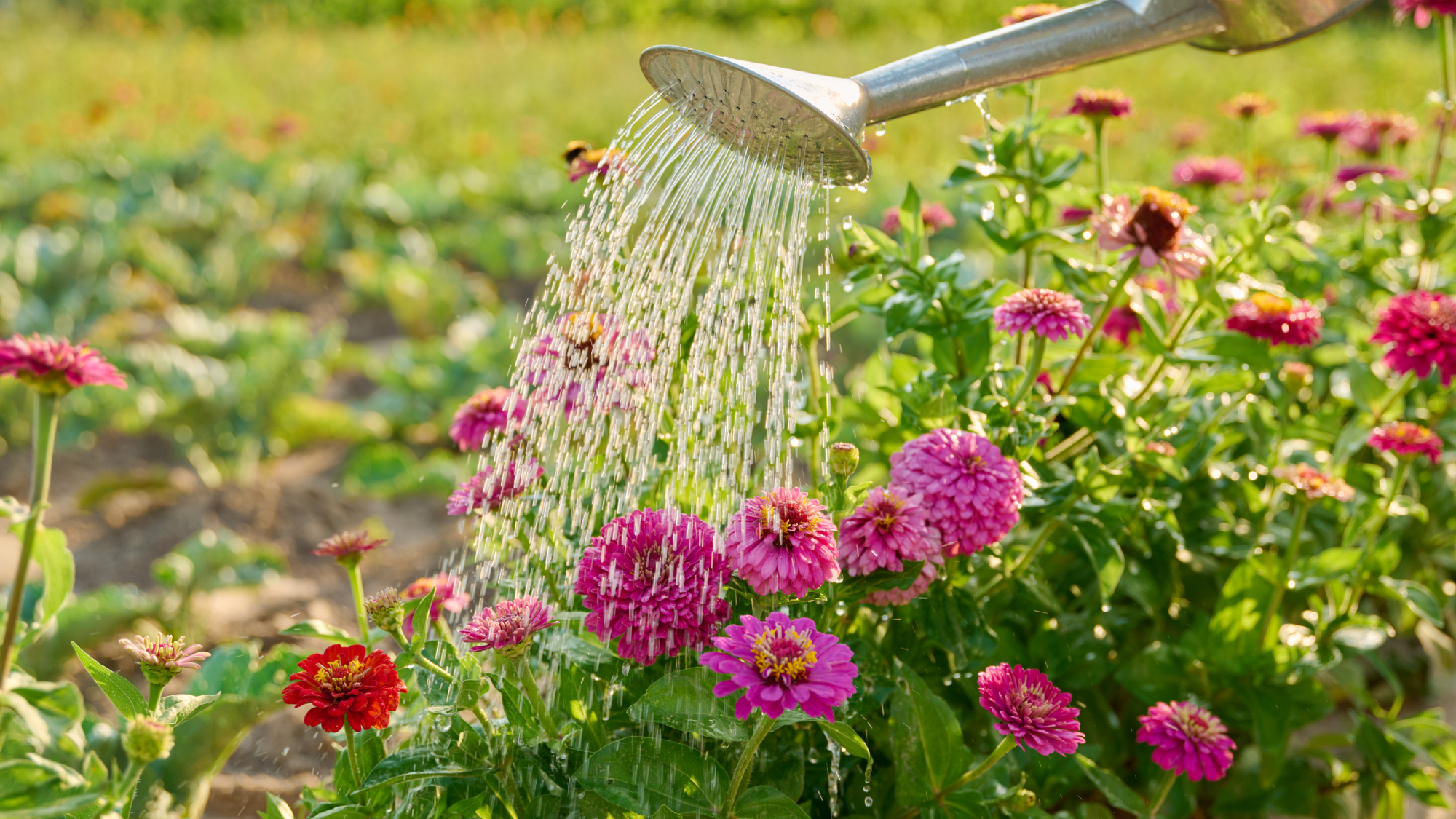 watering can watering zinnias