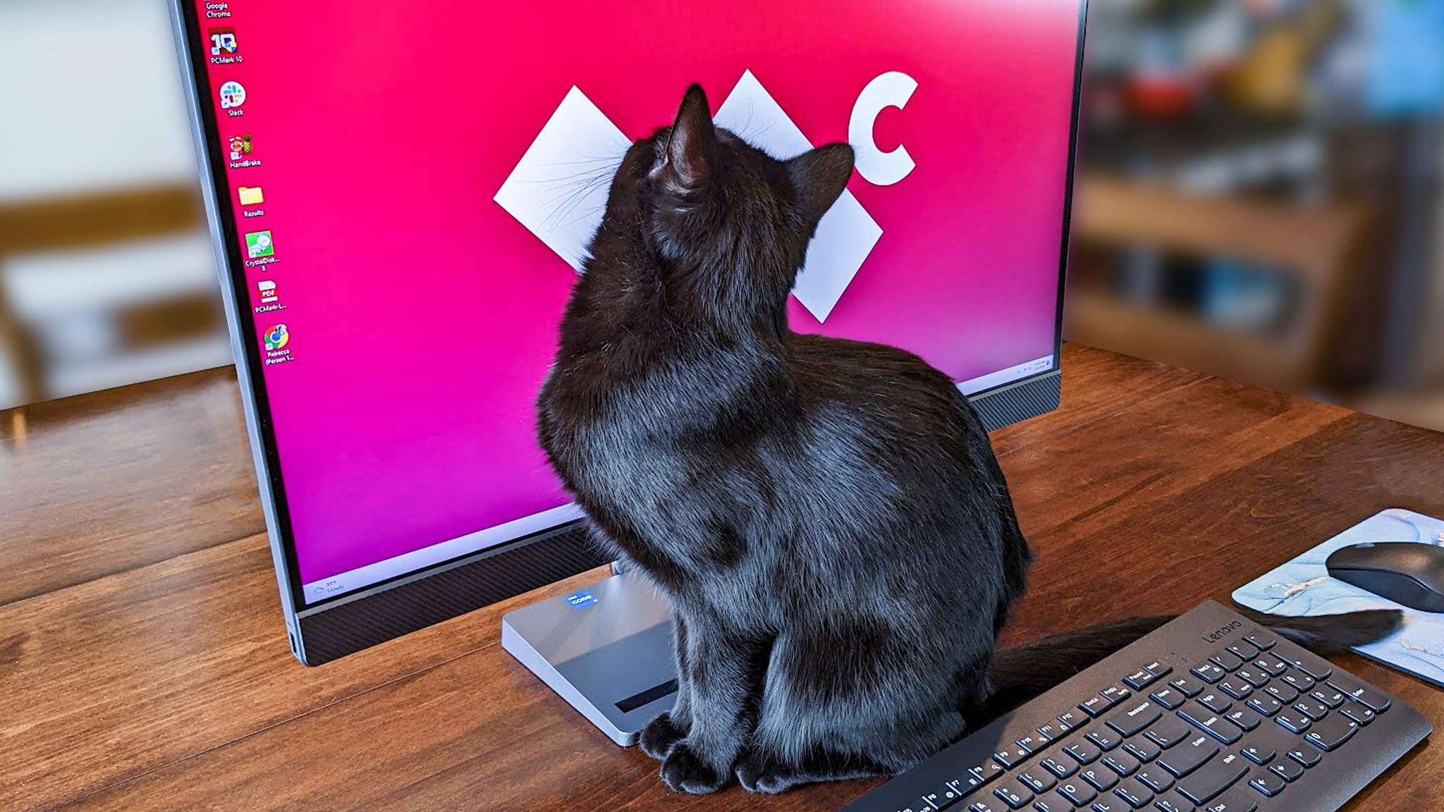 Gato negro mirando el monitor de la computadora.