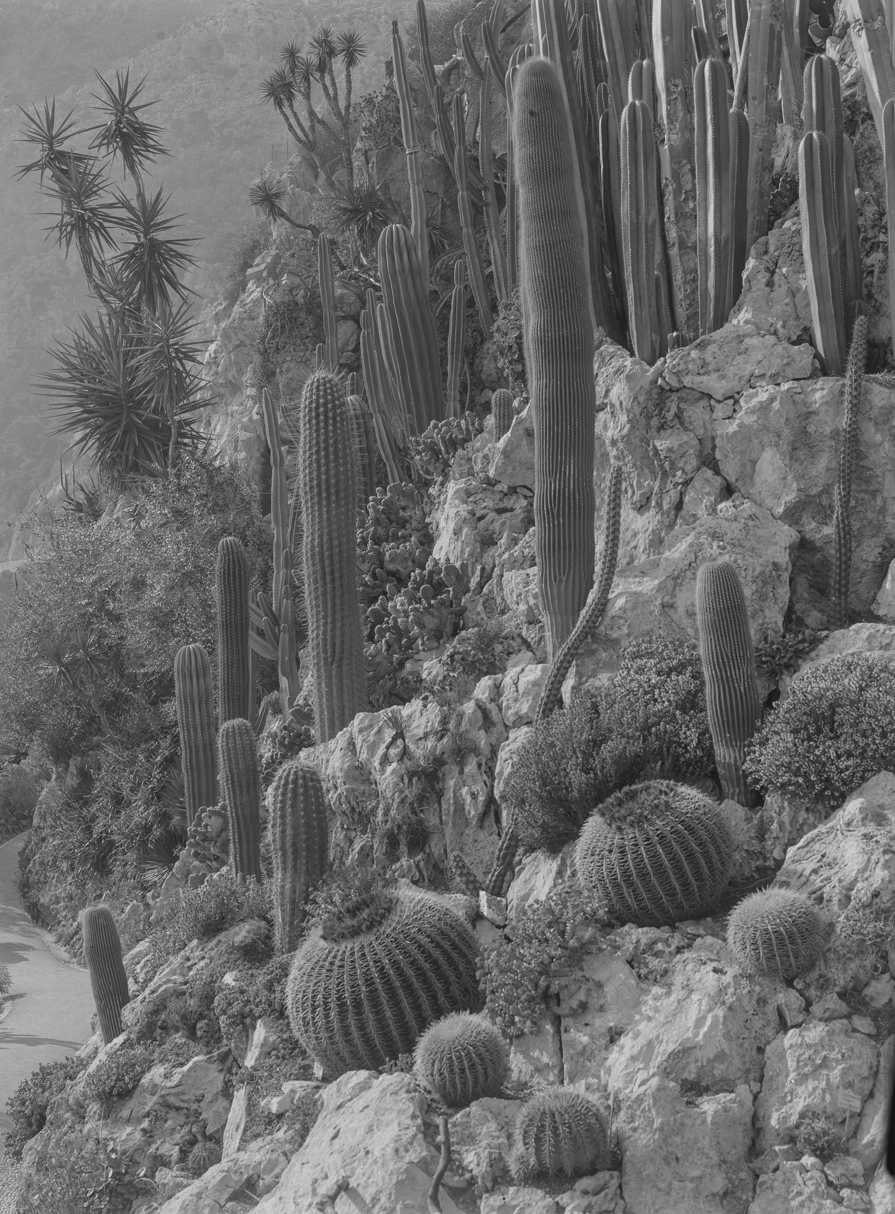 Geoffrey Roland Ballance's photographs of Monaco