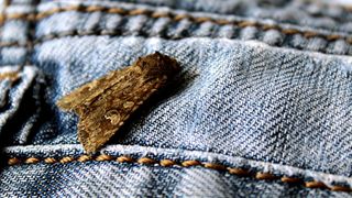 picture of moth sitting on pair of jeans