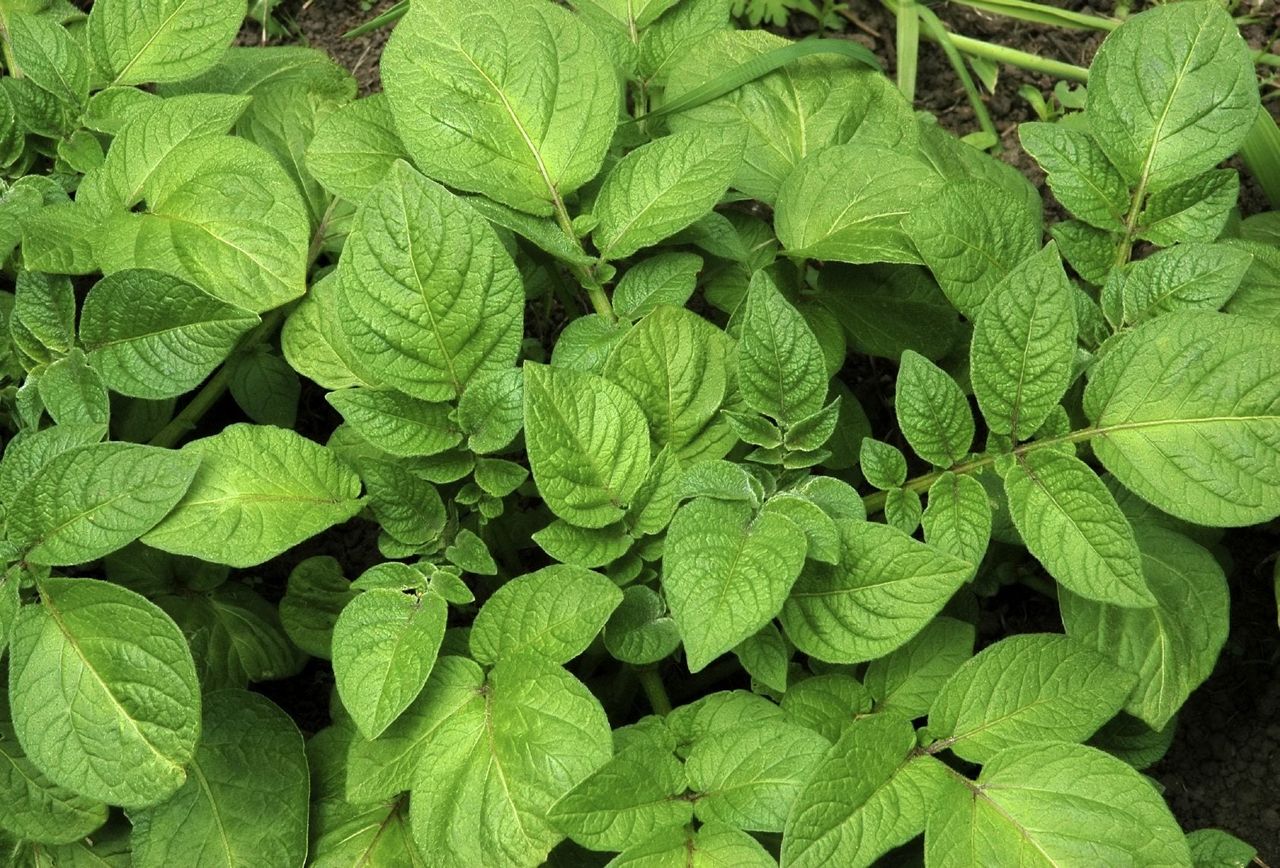 Potato Plant Leaves