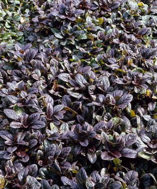 dark foliage of ajuga reptans ground cover plant