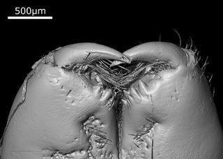 One of the most terrifying parts of Huntsman spiders, their fangs, shown up-close for this ancient arachnid.