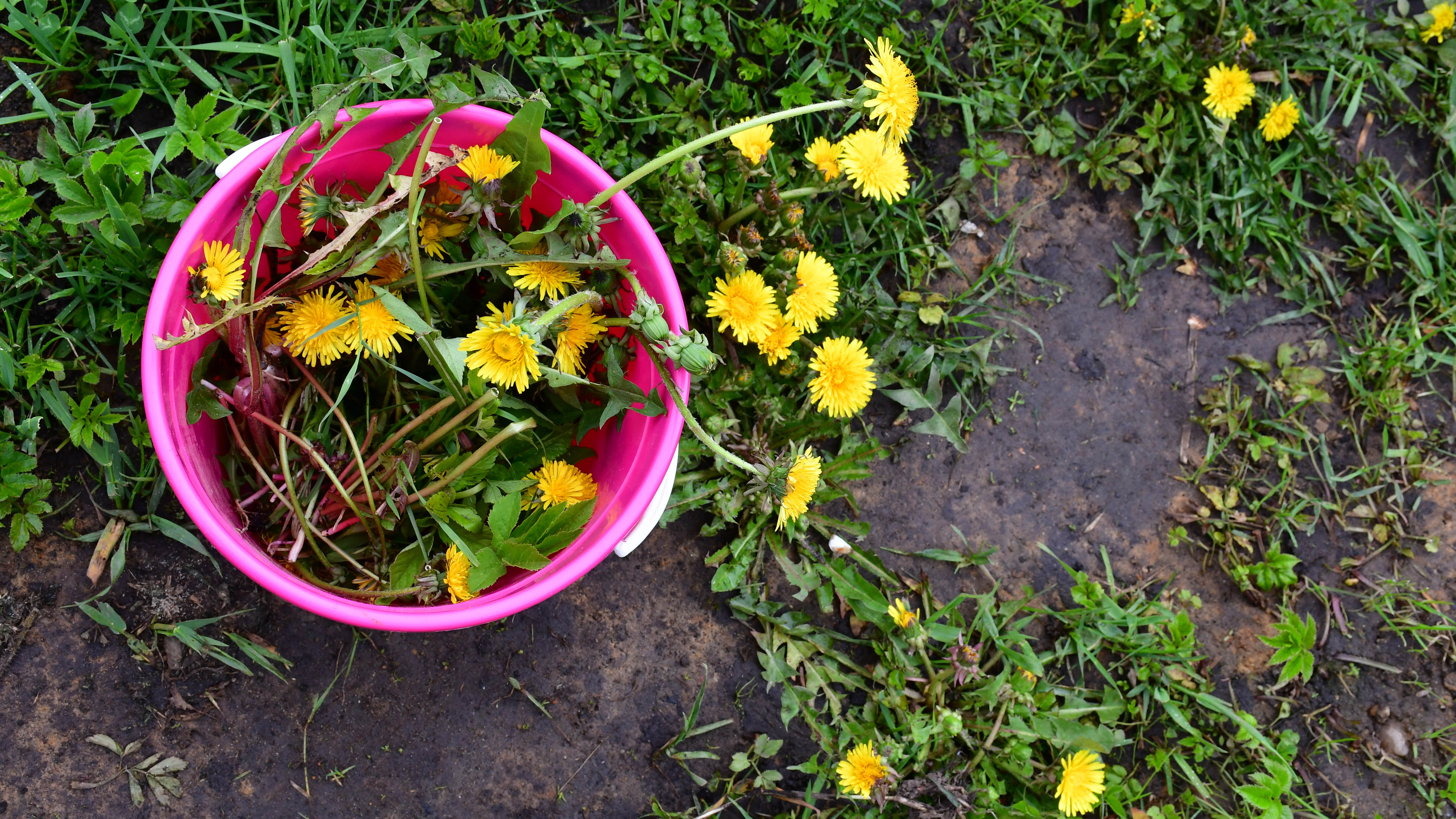 Dandelions which have been removed and placed into a bucket next to a bare patch in the grass