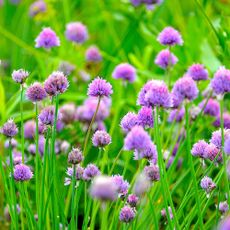 Chives with purple flowers