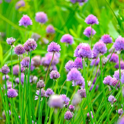 Chives with purple flowers