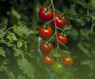 Close up of tomatoes growing on a vine