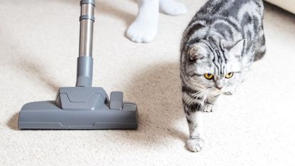 Got a pet? You NEED this vacuum cleaner! 