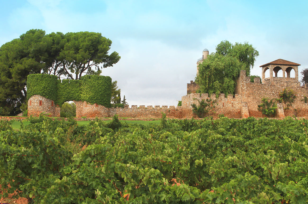 Old castle walls with ivy on them, with green vines in the foreground