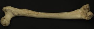 The thighbone of the 400,000-year-old hominid from Sima de los Huesos, Spain.