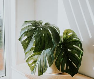 Potted monstera on a shunny shelf