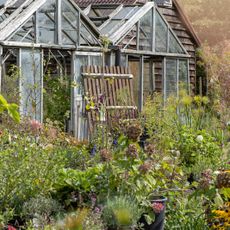 A garden grows up around two old greenhouses