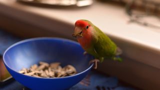 Bird eating sunflower seeds