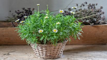 Chamomile growing in a basket
