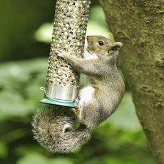 A grey squirrel stealing nuts from a bird feeder hanging from a tree