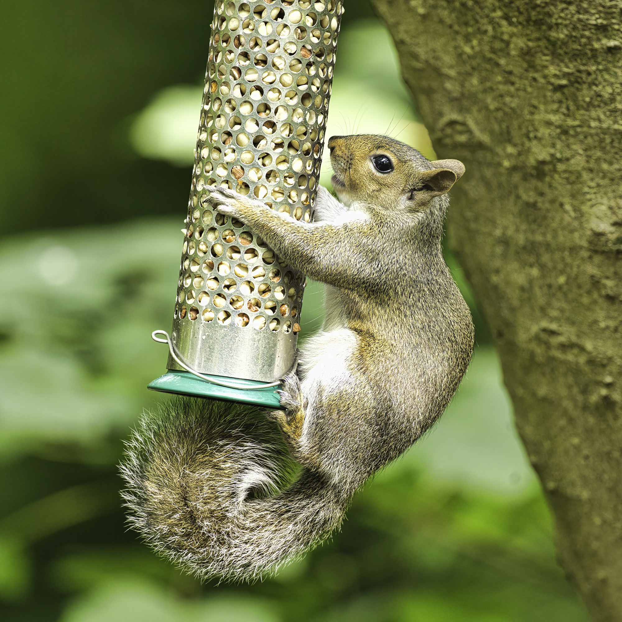A grey squirrel stealing nuts from a bird feeder hanging from a tree