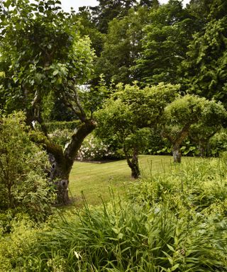 Monty Don’s grass cutting advice, pristine grass in a large garden