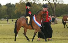 Open Mini SP Championship champion 123 Whiteleaze Secret Temptation R: Millie Davies H: Julie Templeton