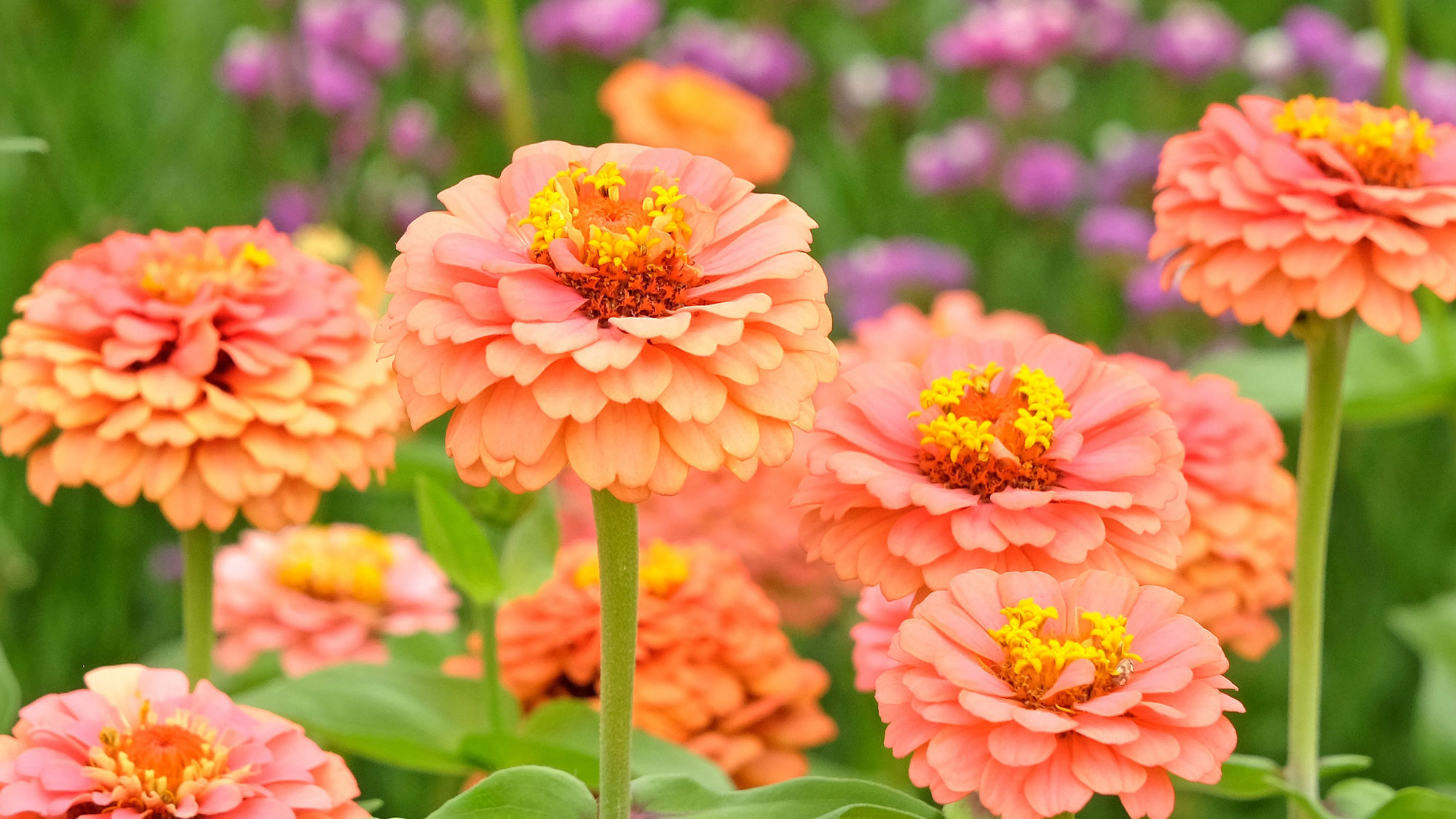 peach zinnia Oklahoma Salmon flowers