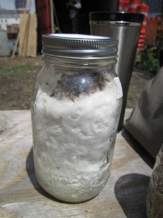 A network of fine fungal fibers of a fungus, called mycelium, have filled a jar of rye berries. In nature, mycelia secret enzymes that can break down recalcitrant molecules in wood, similar to those in petrochemicals. Members of the Newtown Creek Alliance