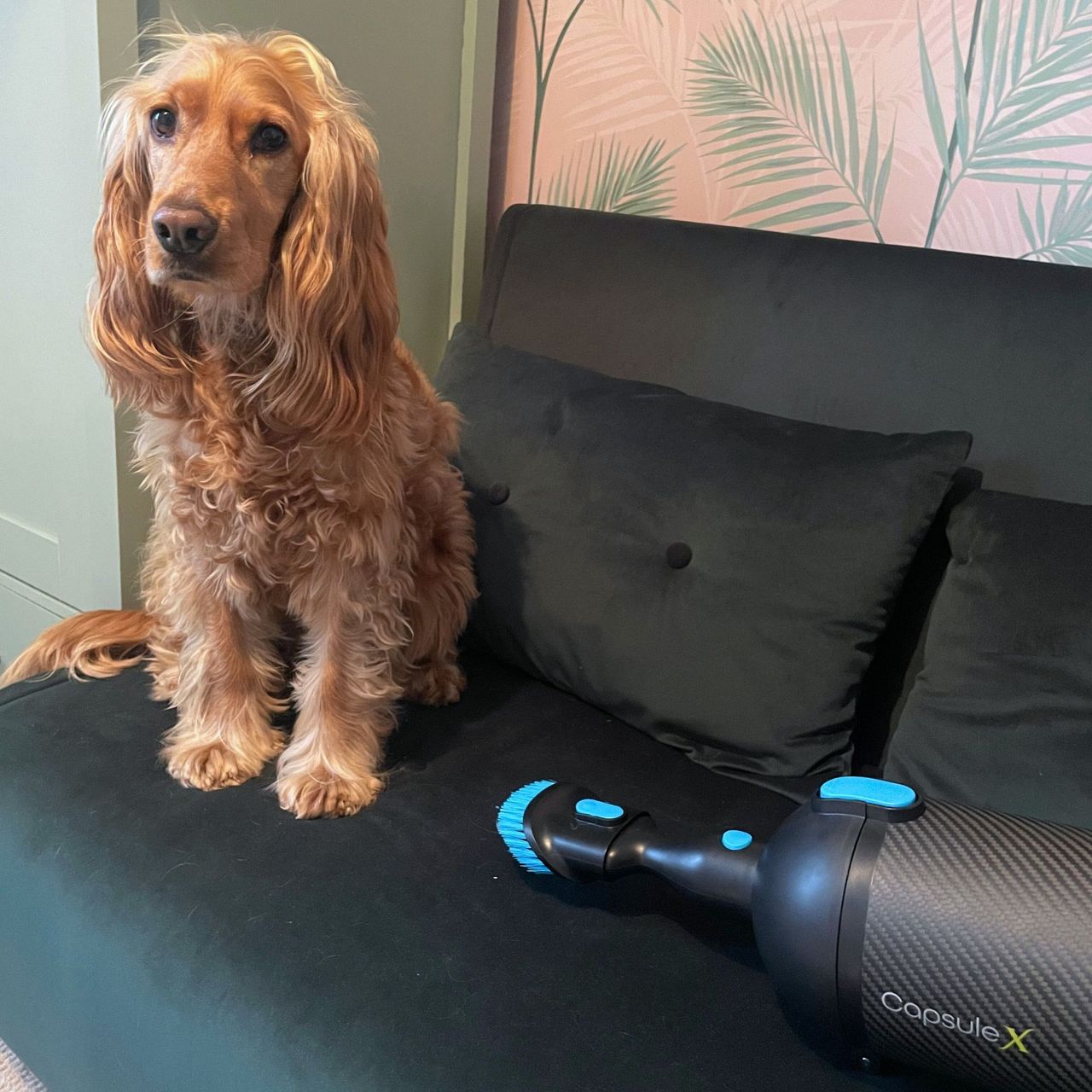 The Halo Capsule X's upholstery tool on a velvet sofa bed next to dog