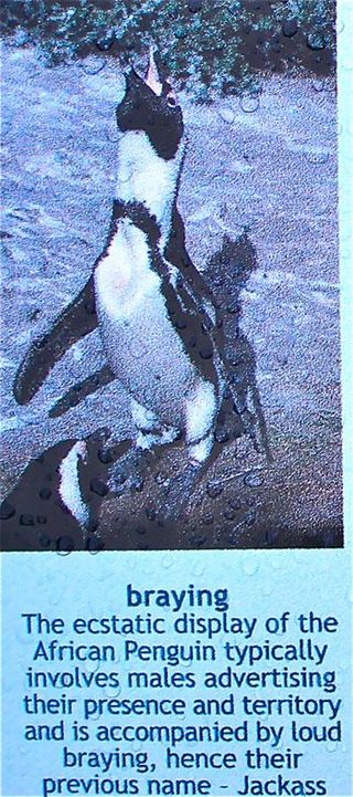 african-jackass-penguin-braying-110304-02