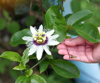 Un fiore di passiflora esotico e complesso con petali viola, filamenti blu e bianchi e un centro distintivo.
