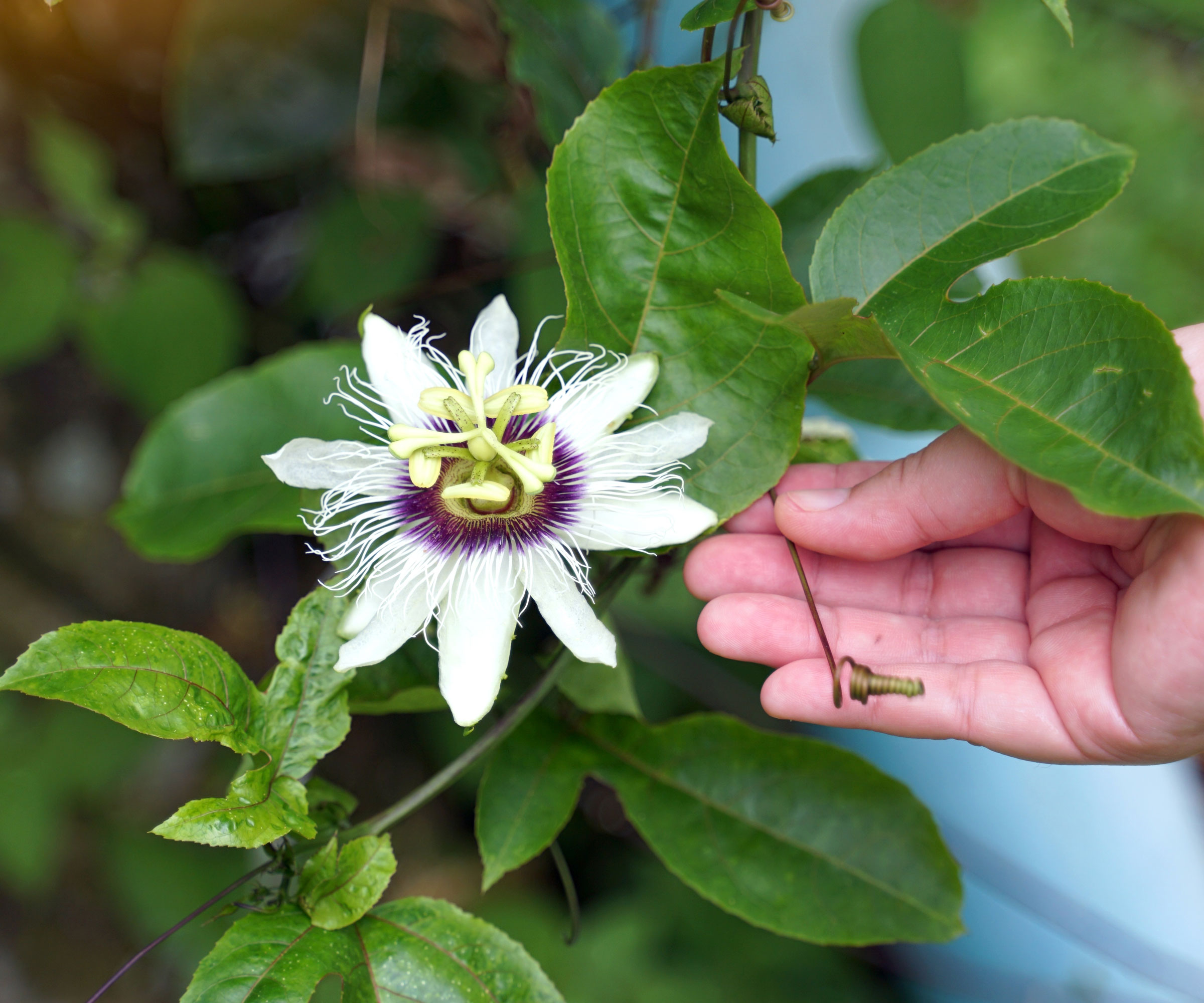 passion flower plant in full bloom