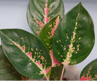 Chinese evergreen ' 'Green Kochin'