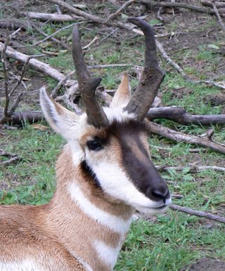 headgear, ruminants, antlers, horns, deer, sheep, cows, giraffes,