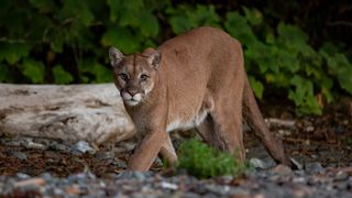 Cougar in grassland