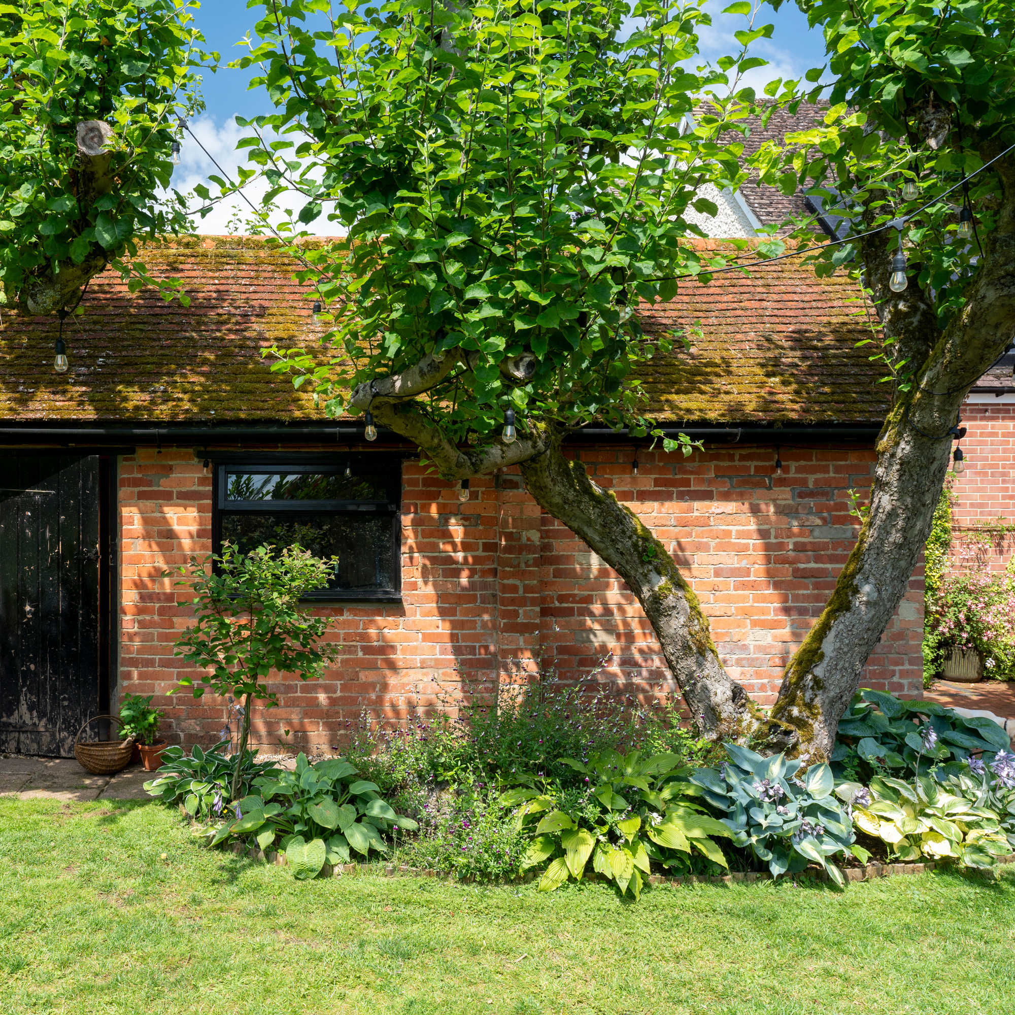 a garden with mature trees and lush hostas