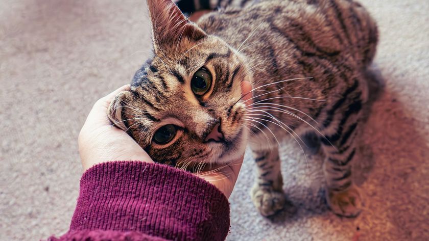 A POV photo of a person petting their cat