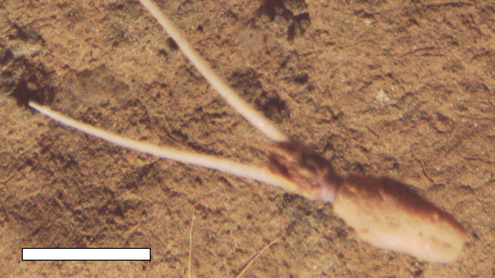 A new study reveals an unknown species of whiplash squid burying itself upside down in the deep sea — a first-of-its-kind behavior for cephalopods.