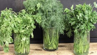 Store bought herbs in water