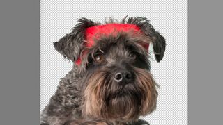 Photoshop tutorials: Dog with bow on head
