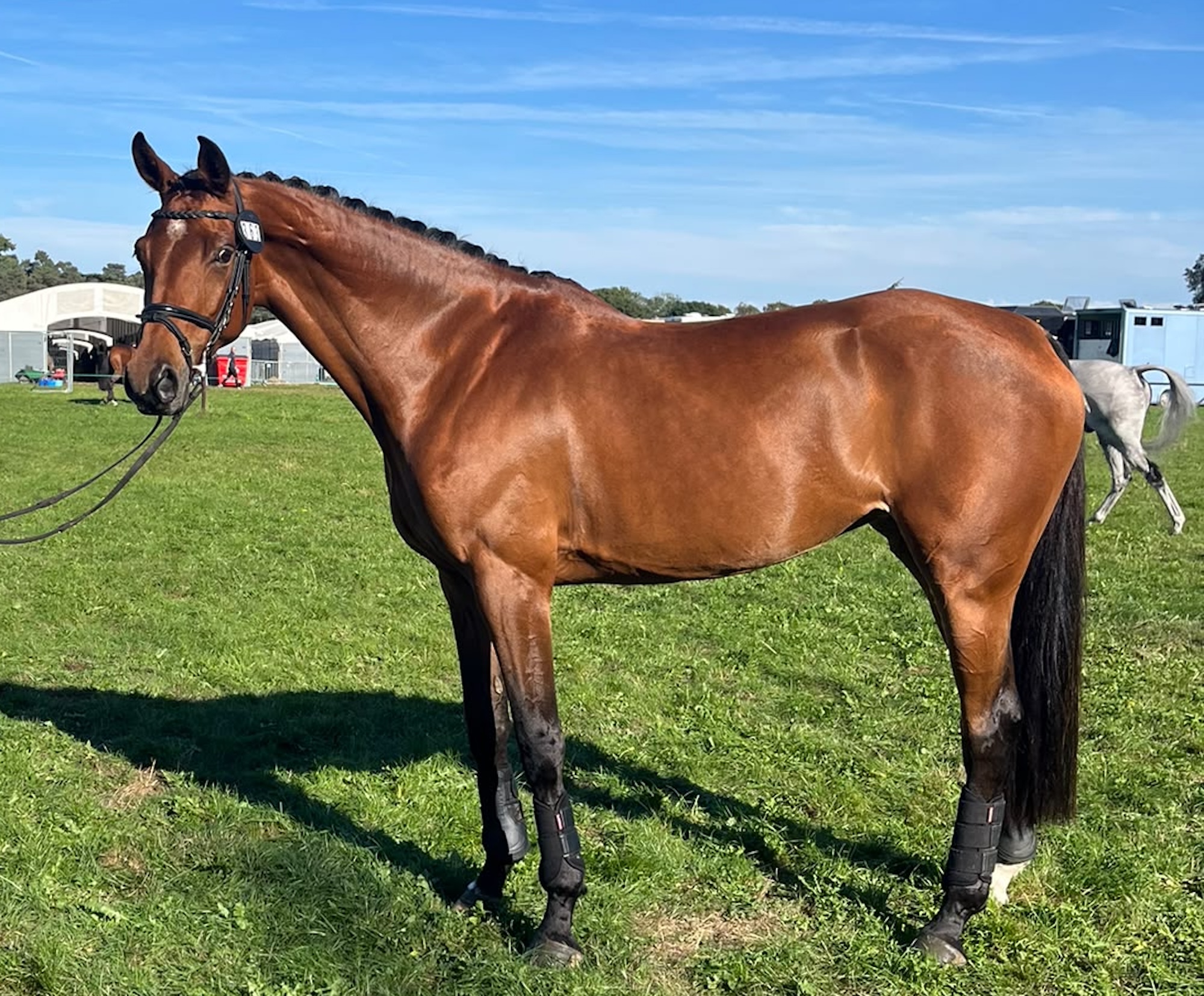 Image shows Borough Tuppence, a bay mare, in a field at Osberton