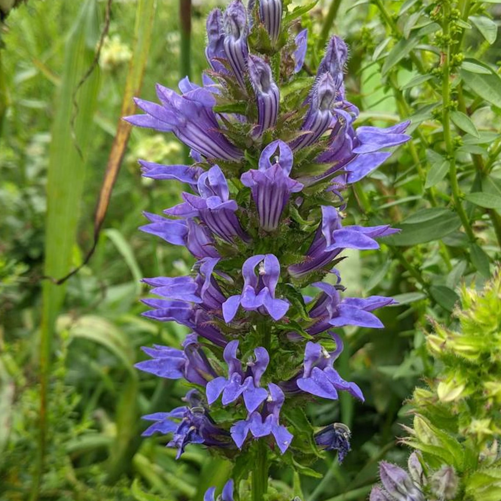 blue cardinal flowers from Green Promise Farms