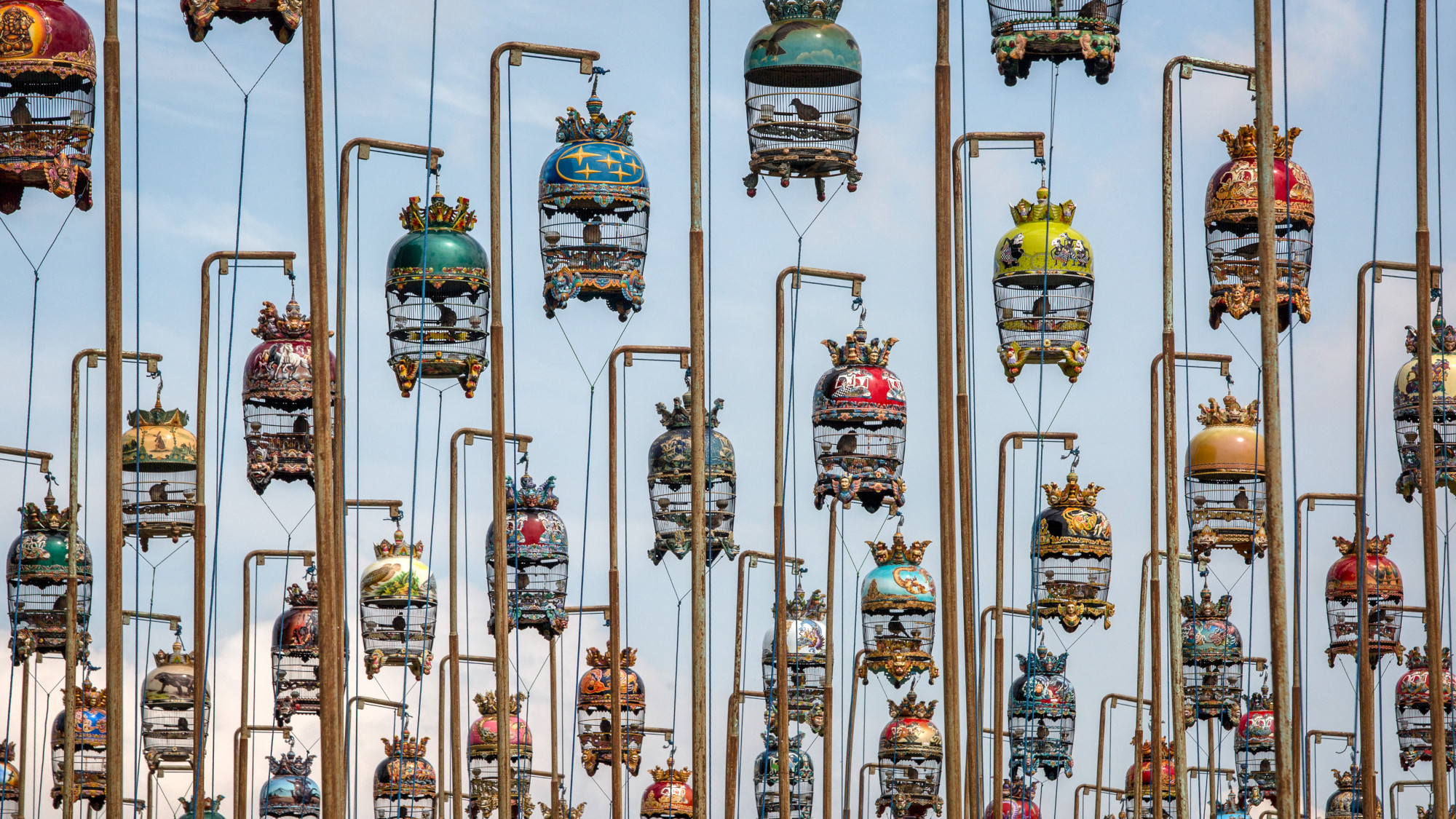 Birds in cages