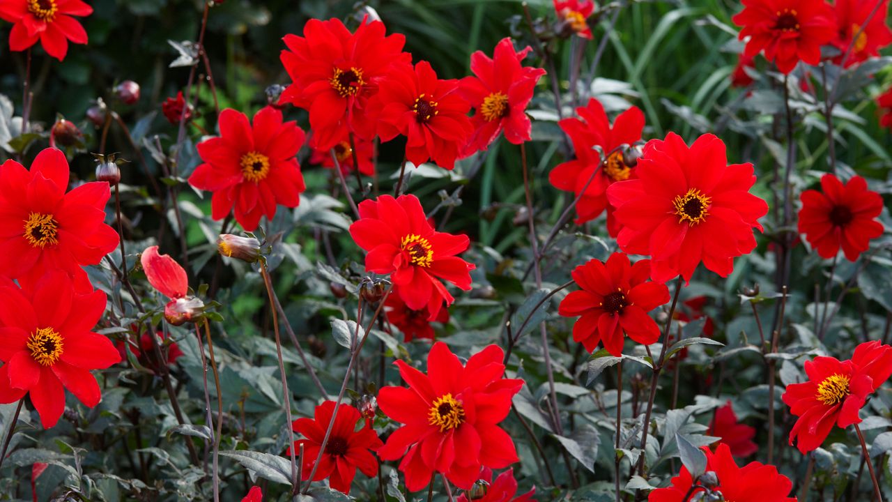 Dahlia &#039;Bishop of Llandaff&#039;